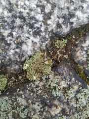 Cladonia