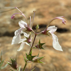 Teucrium pseudochamaepitys