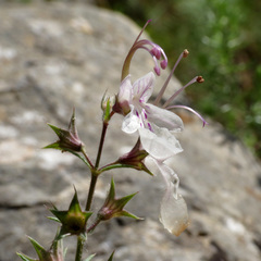 Teucrium pseudochamaepitys