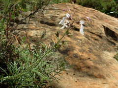 Teucrium pseudochamaepitys