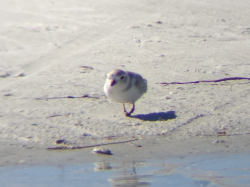 Piping Plover (Charadrius melodus), photo 8