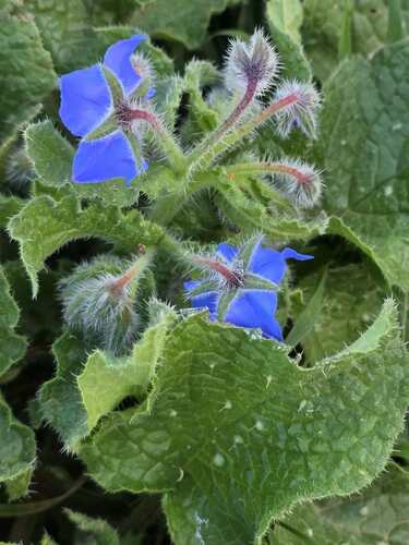 Borage
