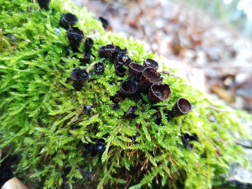 Cyathus striatus · February 2026 · photo: © jolinarm (iNaturalist, cc-by)