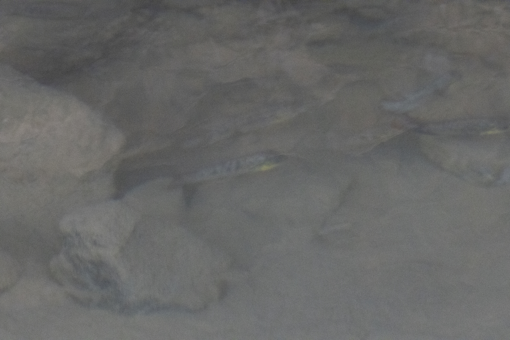 Oreochromis mossambicus