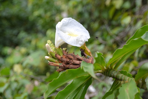 Crepe ginger (Dimerocostus strobilaceus)