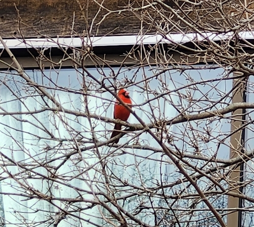 Northern Cardinal