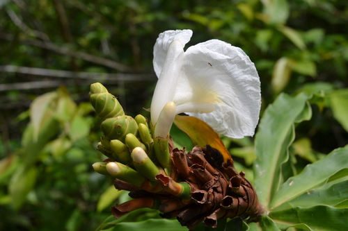 Dimerocostus strobilaceus, photograph 6