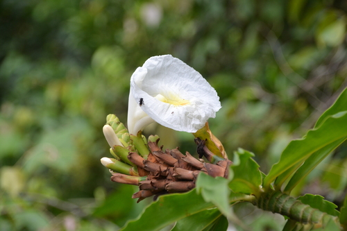 Dimerocostus strobilaceus, photograph 4