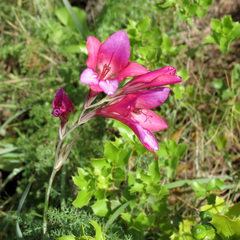 Gladiolus illyricus