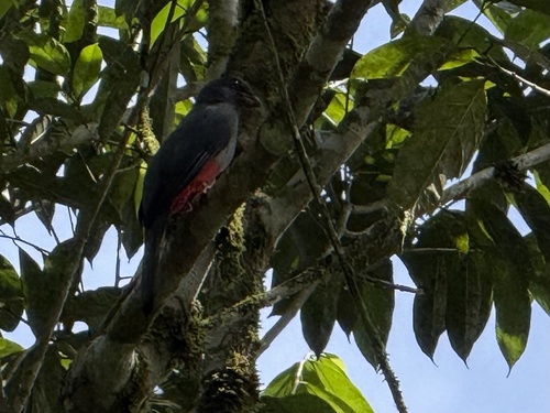 Slaty-tailed Trogon (Trogon massena), photo 6