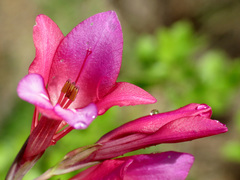 Gladiolus illyricus