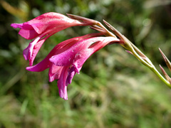 Gladiolus illyricus