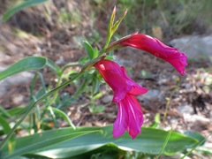 Gladiolus illyricus