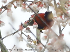 Aethopyga gouldiae