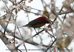 Aethopyga gouldiae