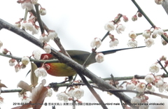 Aethopyga gouldiae