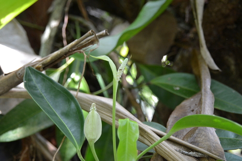 Pearl stick (Anthurium obtusum)