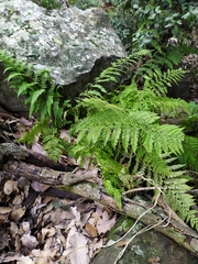Dryopteris pallida