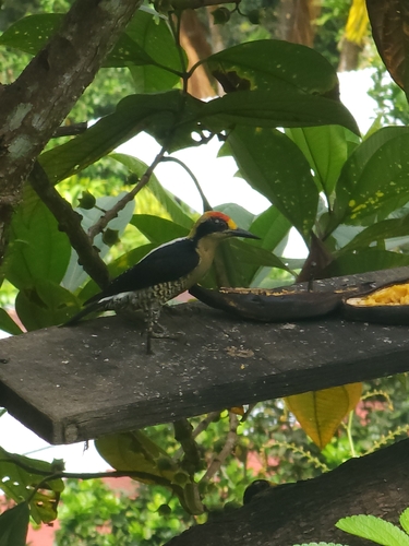 Golden-naped Woodpecker (Melanerpes chrysauchen)