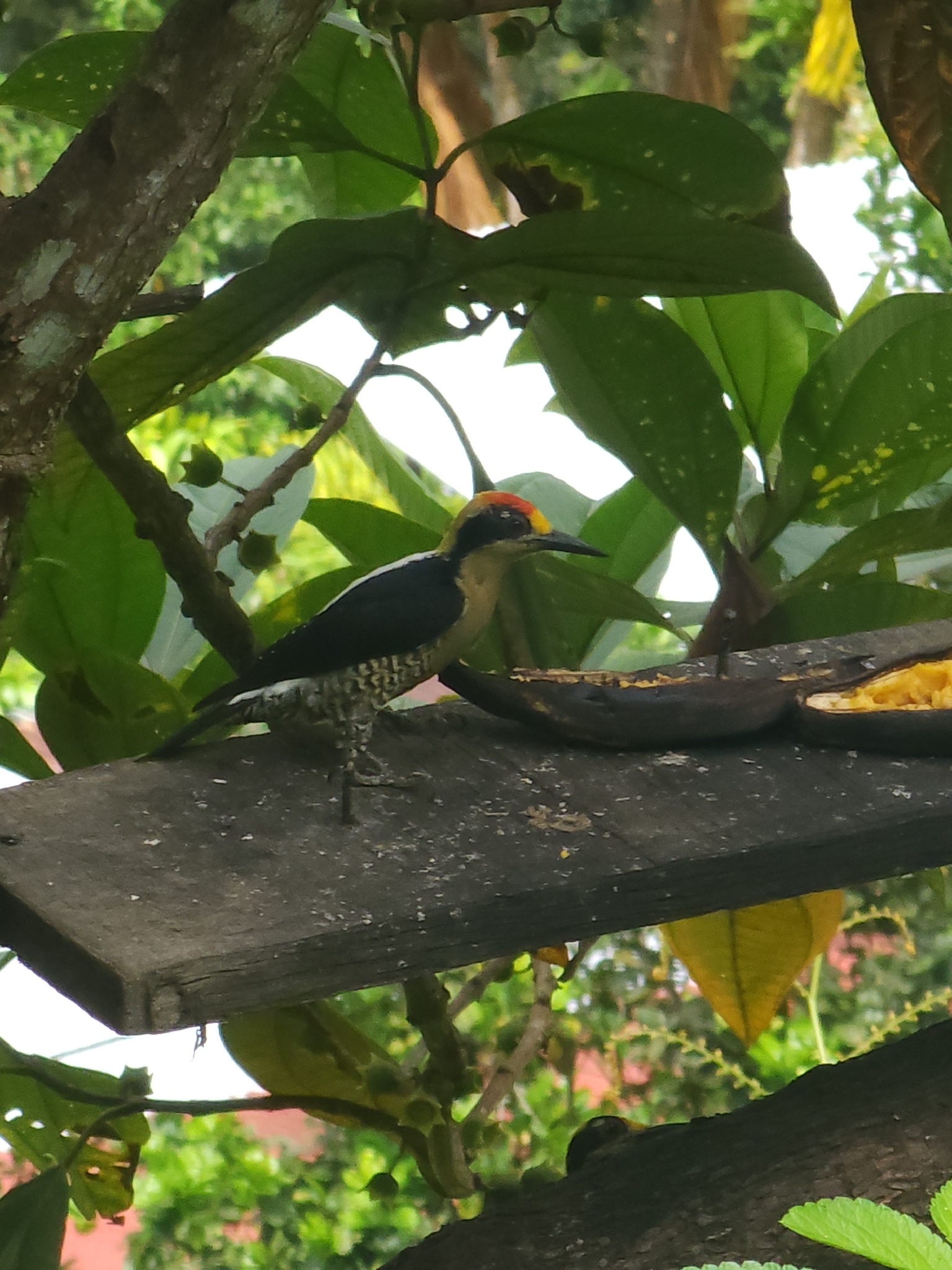 Golden-naped Woodpecker (Melanerpes chrysauchen), photo 1