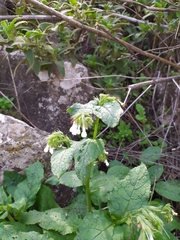 Symphytum brachycalyx