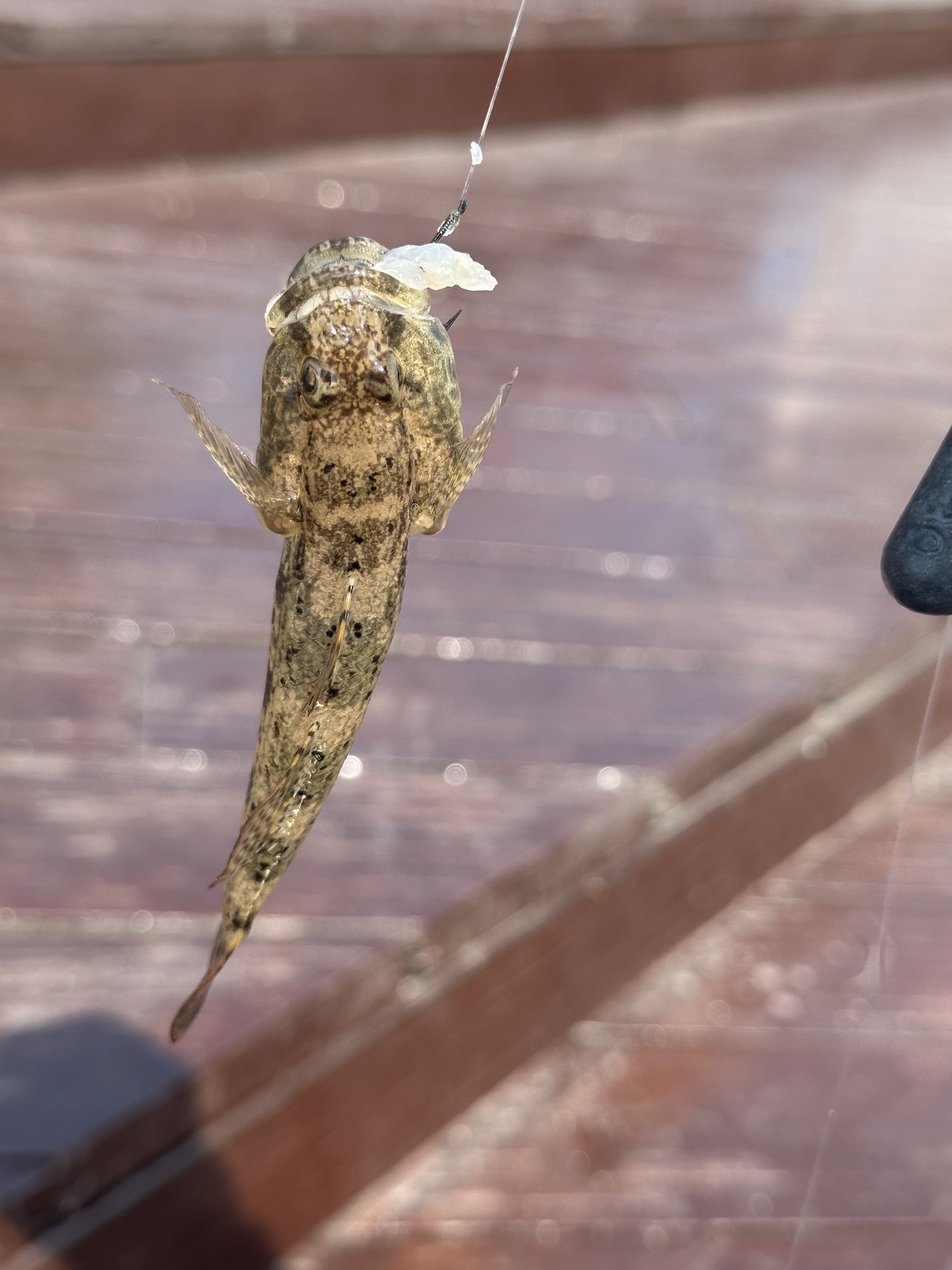 Olive Goby photo 7