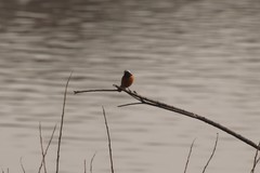 Phoenicurus auroreus