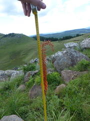 Kniphofia laxiflora