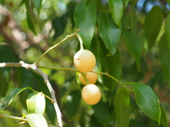 Ximenia