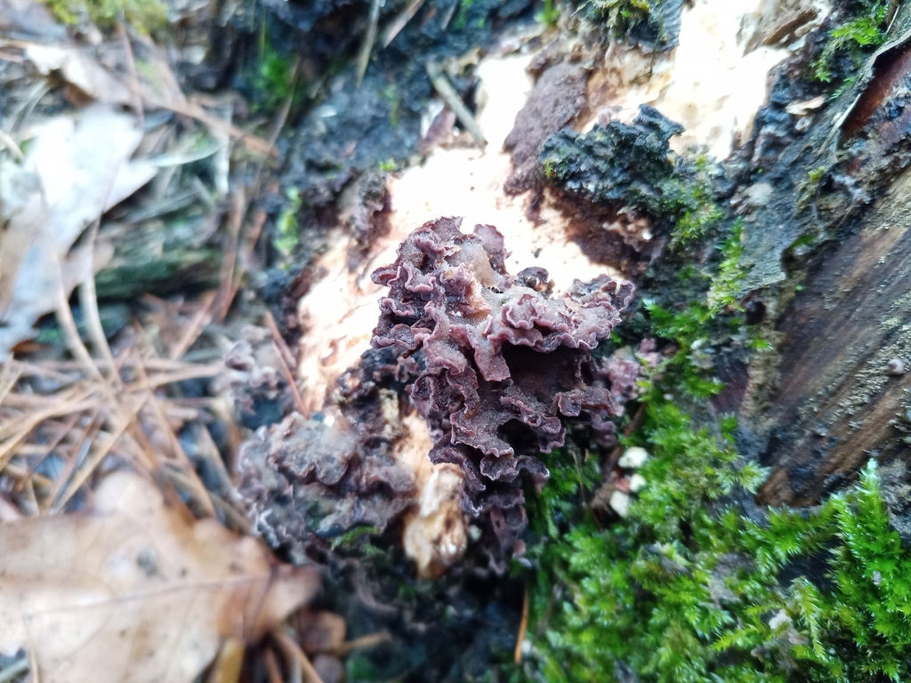 Chondrostereum purpureum · February 2026 · photo: © jolinarm (iNaturalist, cc-by)