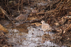 Streptopelia orientalis