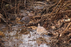 Streptopelia orientalis