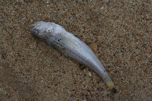 Lesser weever (Echiichthys vipera) — Trachinidae