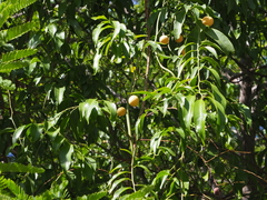 Ximenia