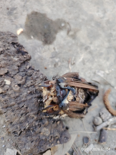 Murciélago canoso de cola peluda observed by marylozano