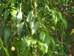 Ximenia