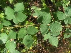 Rubus triangularis