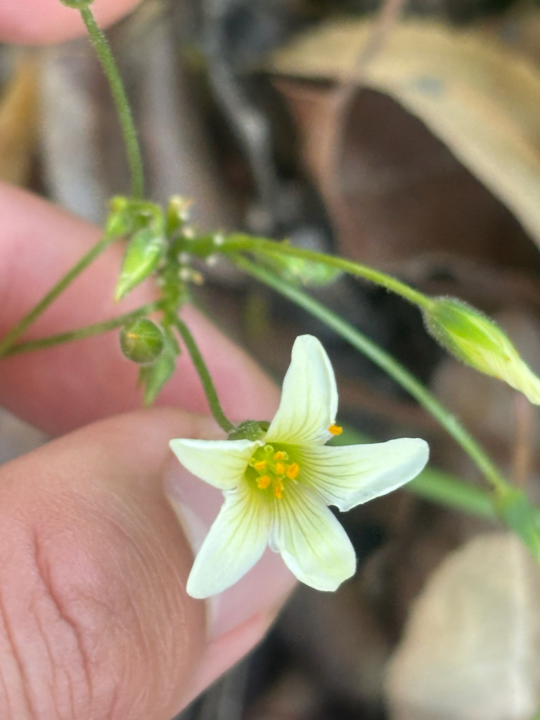 Oxalis pes-caprae, N Torrey Pines Rd, San Diego, CA, US