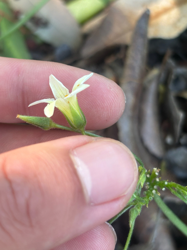 Oxalis pes-caprae