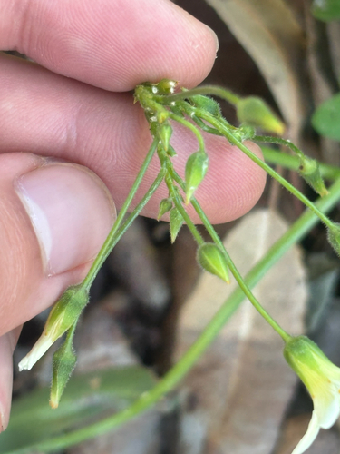 Oxalis pes-caprae
