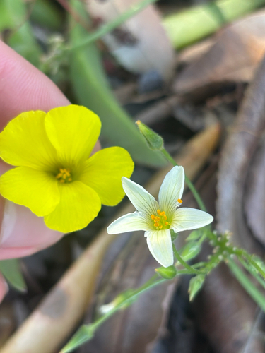Oxalis pes-caprae
