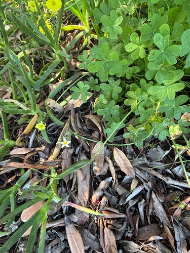 Oxalis pes-caprae