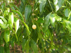 Ximenia