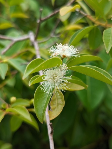 Galapagos Guava (Psidium galapageium)