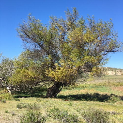 Humboldt's Willow (Salix humboldtiana)