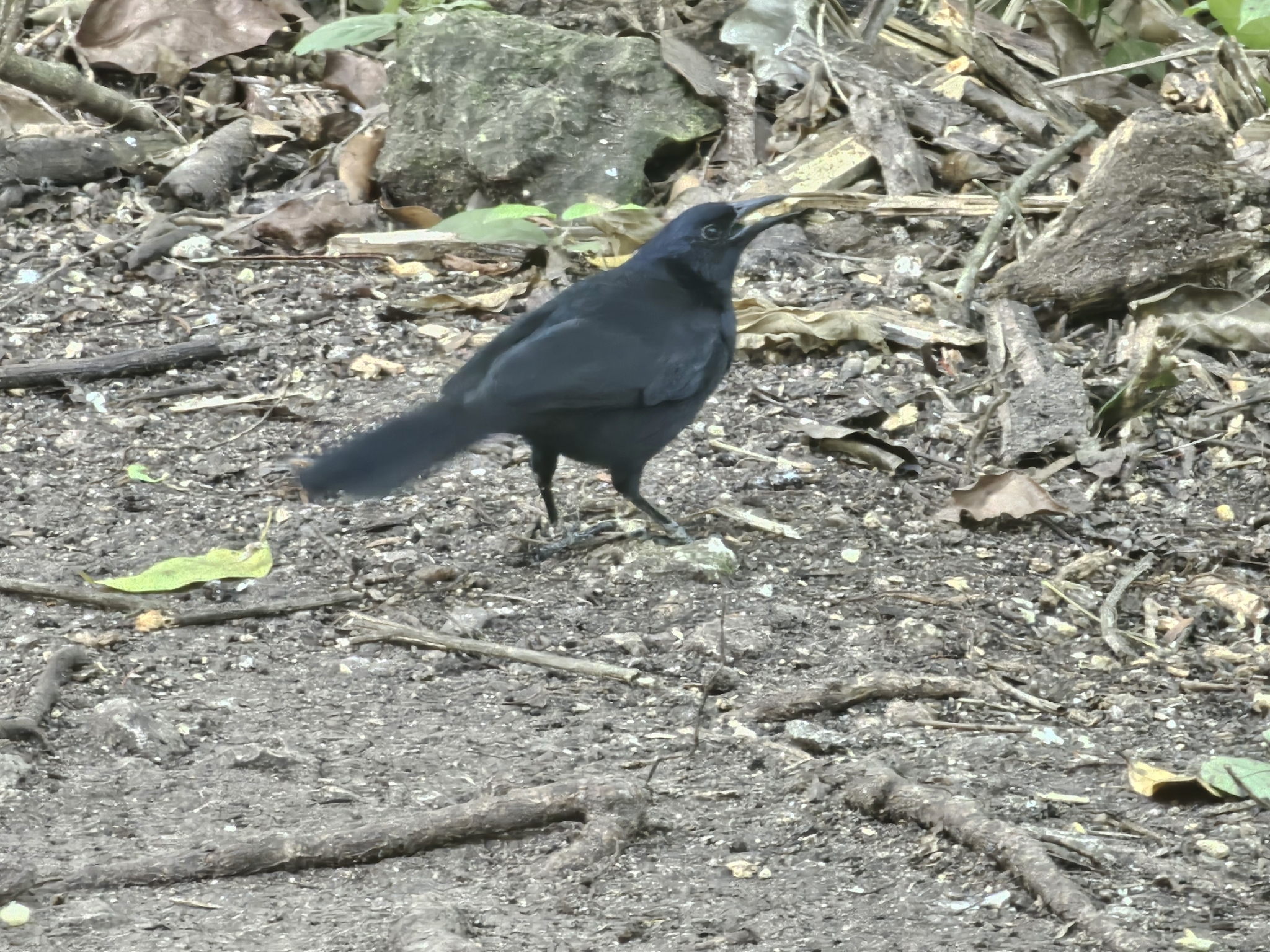 Melodious Blackbird (Dives dives), photo 8