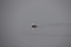 Podiceps cristatus