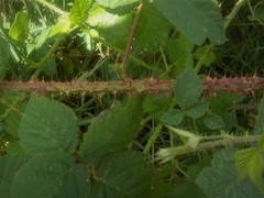 Rubus triangularis