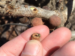 Disholcaspis quercusvirens