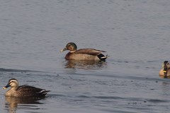 Anas platyrhynchos × zonorhyncha